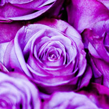 手机版ddos攻击器